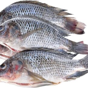 Descaled and gutted Tilapia