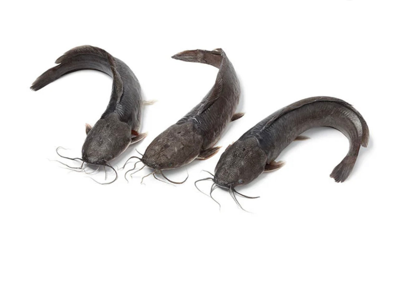 FROZEN WHOLE CATFISH