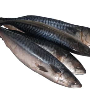 Original Titus Mackerel 400-600