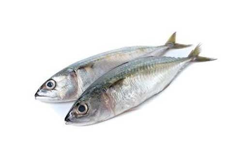Kote Fish(Horse Mackerel)